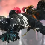 Cách cược đá gà